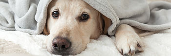 Was tun bei einem Heizungsausfall? Heizungsausfall: Hund unter Decke