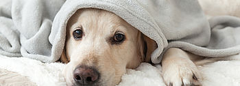 Was tun bei einem Heizungsausfall? Heizungsausfall: Hund unter Decke