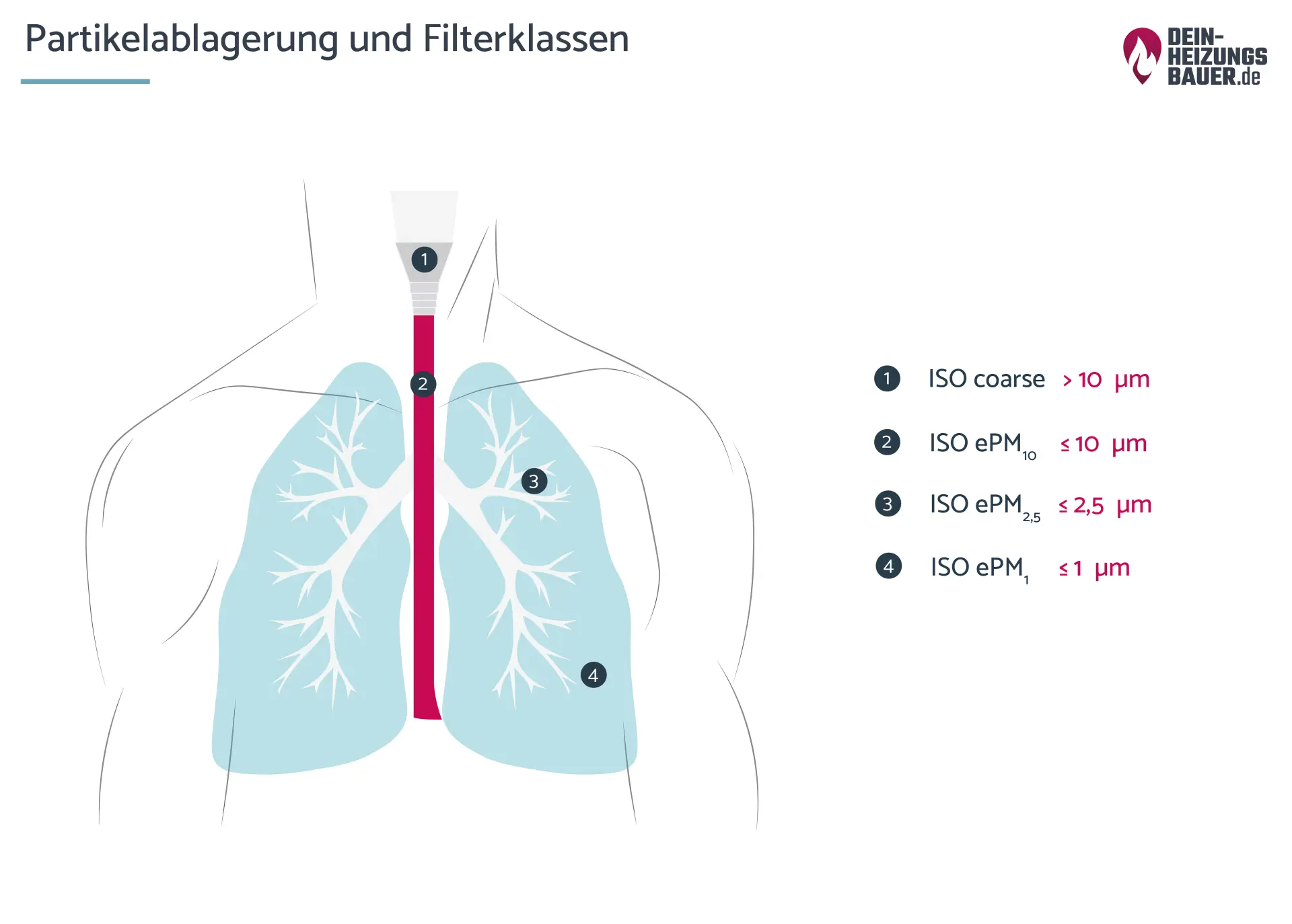 Wohnraumlüftung Keimbelastung: Partikelablagerung Keimbelastung Grafik