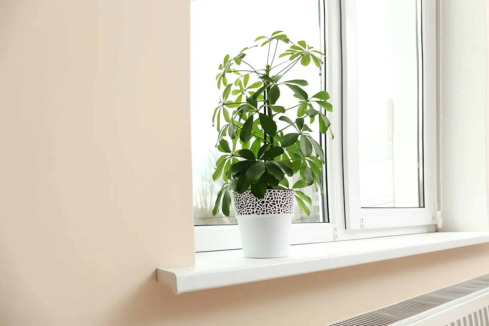 Trockene Heizungsluft Symptome: Grünpflanze auf Fensterbank